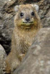 Procavia capensis (rock hyrax).