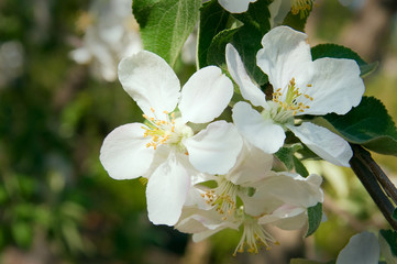 White flowers on a tree branch