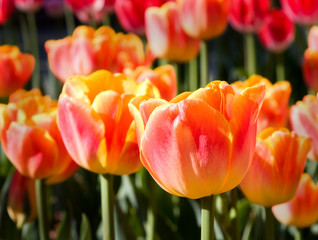 Beautiful orange tulips