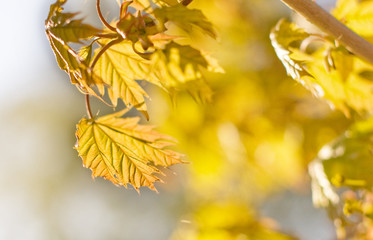 Yellow maple leaves on a tree branch