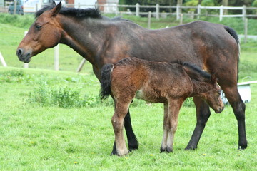 Fototapeta premium Cheval