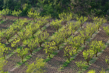 alignement de fruitiers