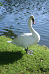 Schwan