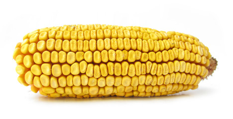Corn isolated on white background