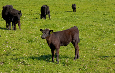 cows on pasture in beautiful landscape