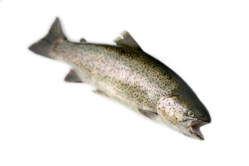 Wild rainbow trout