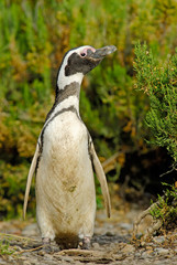 Magellanic Penguin (Spheniscus magellanicus) in Patagonia