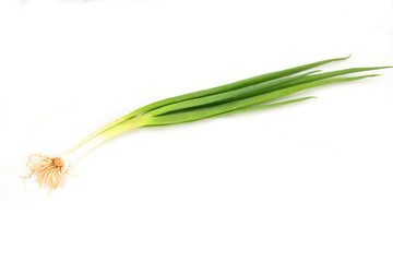 Fototapeta premium scallion or spring onion