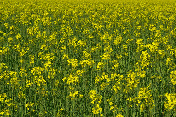 Obraz premium Raps - Rapeseed 05