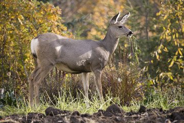 90 Deer in garden