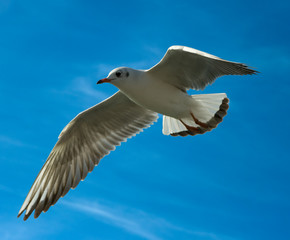  seagull