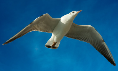 Close-up of seagull, flying over blue sky