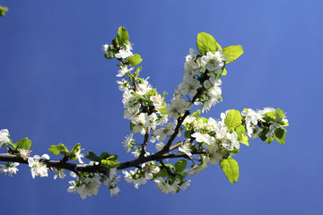 flowerses to cherries