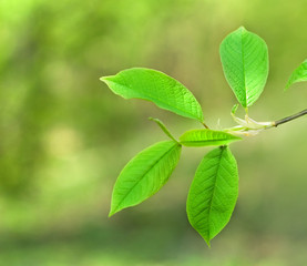 Green leaves on blurred background