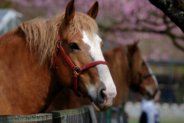 horse and cherry blossom background