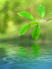 Naklejka na ściany i meble Green leaves reflected in rendered water
