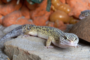 Leopardgeckos
