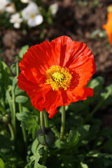 coquelicot rouge