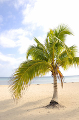A view of tropical beach with coconut palm tree