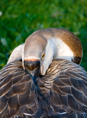 goose