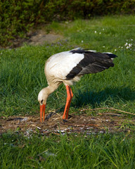 stork