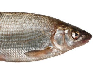 Nase fish