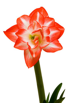 Amaryllis