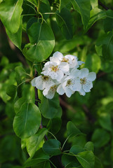 Green leaves with a white flower of a pear