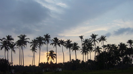 Coconut palms