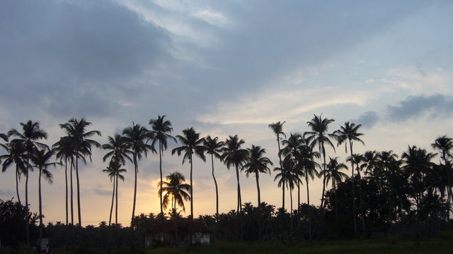 Coconut palms © Goutham