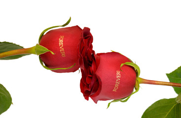 Red roses forever