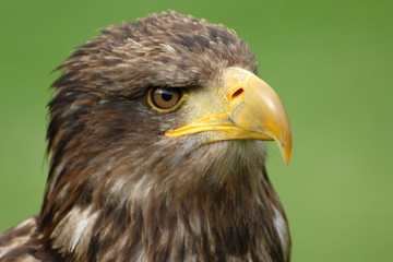 seeadler