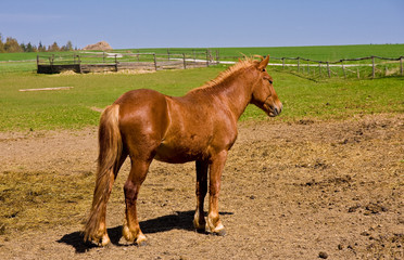 Obraz premium bay horses on green pasture
