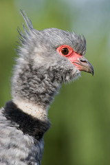 Close-up of a Southern Screamer (Chauna torquata)