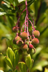 Fruits de l'arbousier