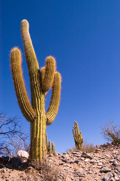 Pasacana Cactus (Trichocereus pasacana)