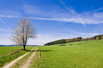 beautiful rural landscape with blue sky