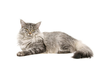 maine coon cat isolated