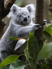 Crédence de cuisine en verre imprimé Koala Koal