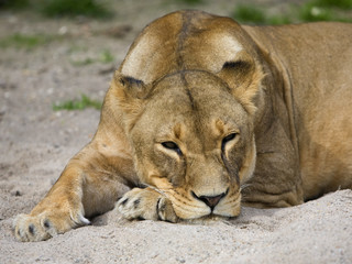 Löwe