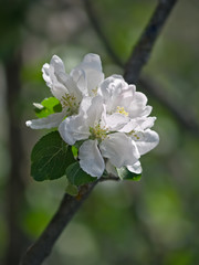 apple tree flower