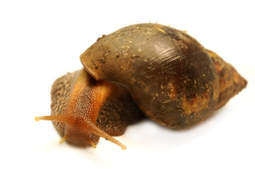 Giant African Landsnail (Exotic pet)