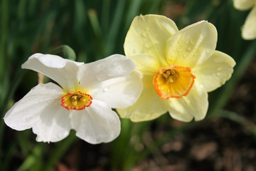 Daffodil flower with Morning dew © Sujit Mahapatra