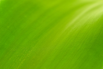 green background
