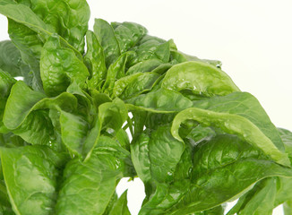 spinach