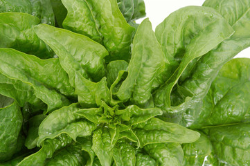 Fototapeta premium spinach
