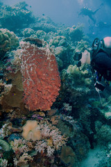 Diver and barrel sponfe