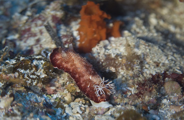Nudibranch