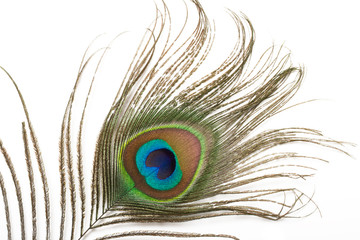 Fototapeta premium Peacock feather close up