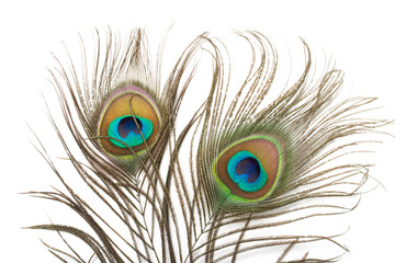 Two peacock feathers close up